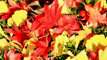 秋の自然は変化がいっぱい！どんぐりと落ち葉で遊ぼう！