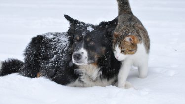 犬や猫は寒さに強い？大切なペットの寒さ対策とは