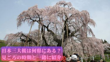 日本三大桜は何県にある？見ごろの時期と一緒に紹介