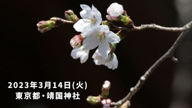 【史上最早タイ】東京で全国トップの桜開花発表！記録的早さで桜前線幕開け！
