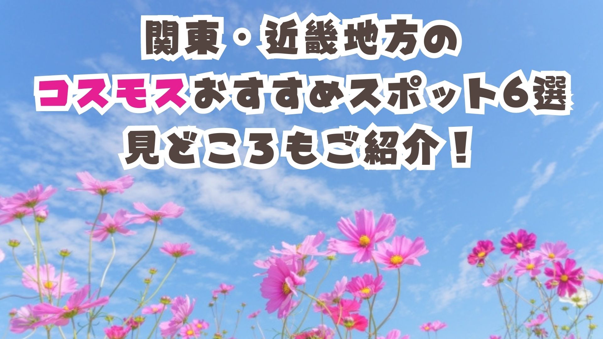 【秋の花】コスモス！関東･近畿のおすすめスポット6選！見どころもご紹介