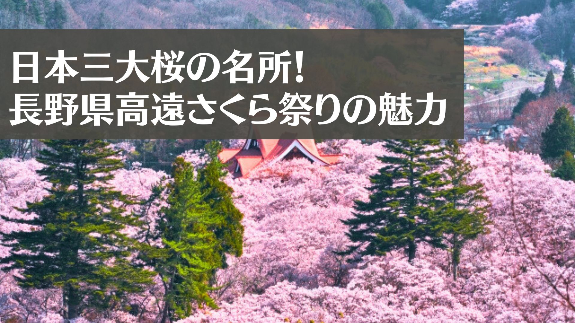 【2024年見頃情報】長野県高遠さくら祭りの魅力！日本三大桜の名所とは