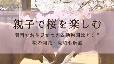 【親子で桜を楽しむ】関西でお花見ができる動物園はどこ？桜の開花・見頃も解説