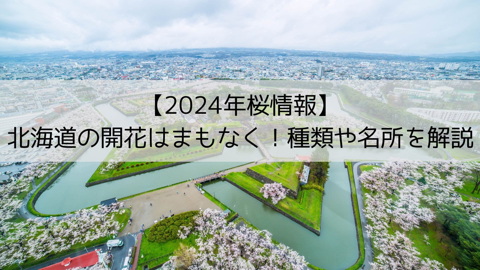 【2024年桜情報】北海道の開花はまもなく！桜の種類や名所5選！