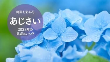 【2023年最新】東京都であじさい開花宣言！今年の見頃はいつ？