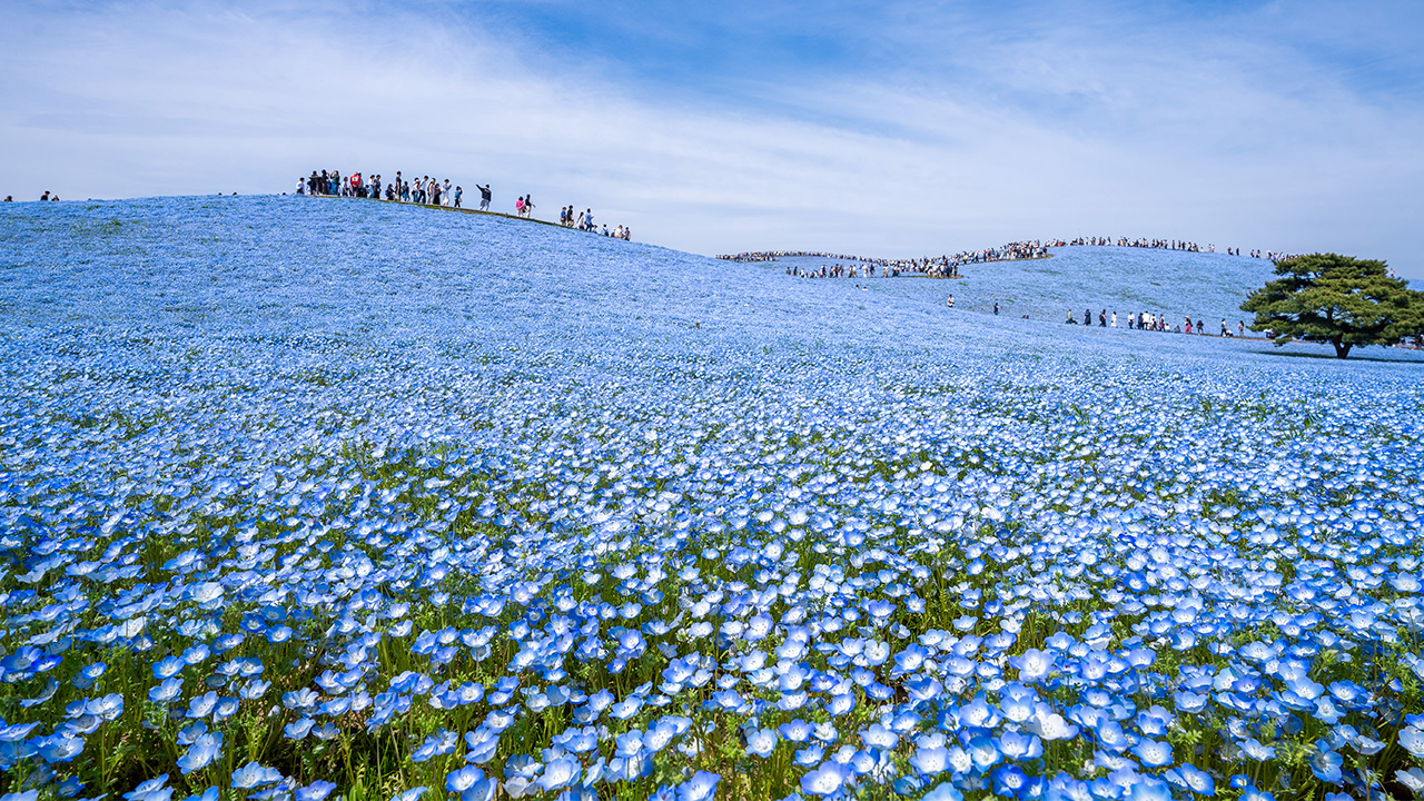 国営ひたち海浜公園