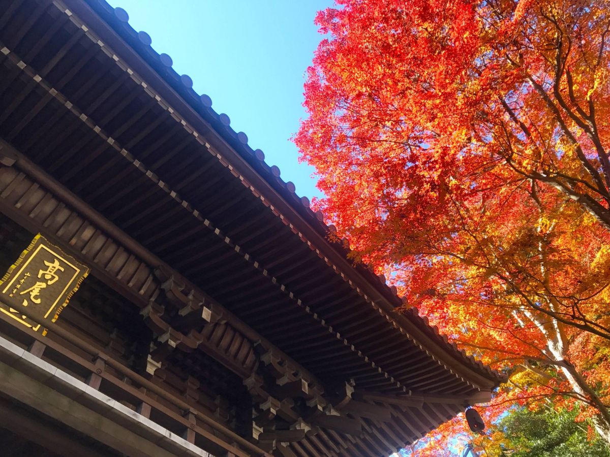 高尾山の紅葉