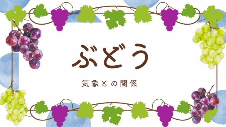 2024年ボージョレヌーボー解禁日まであとわずか！ぶどう 気象との関係