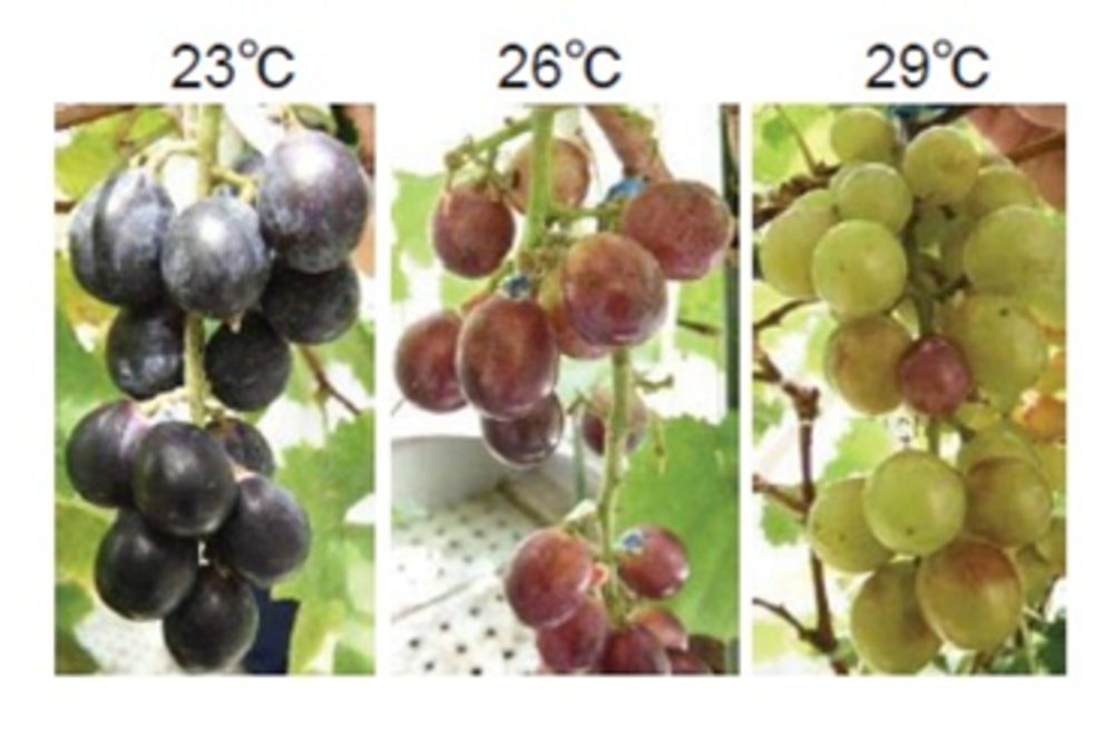 ぶどう高温による着色不良