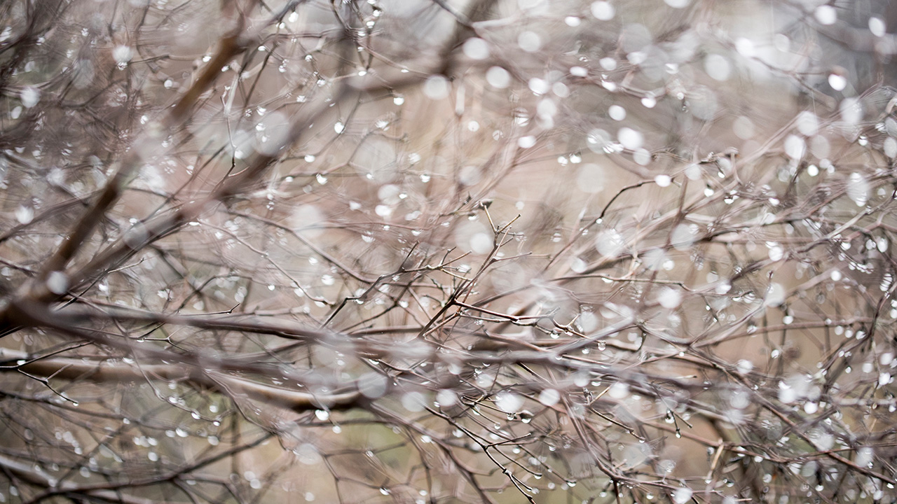 冬の雨