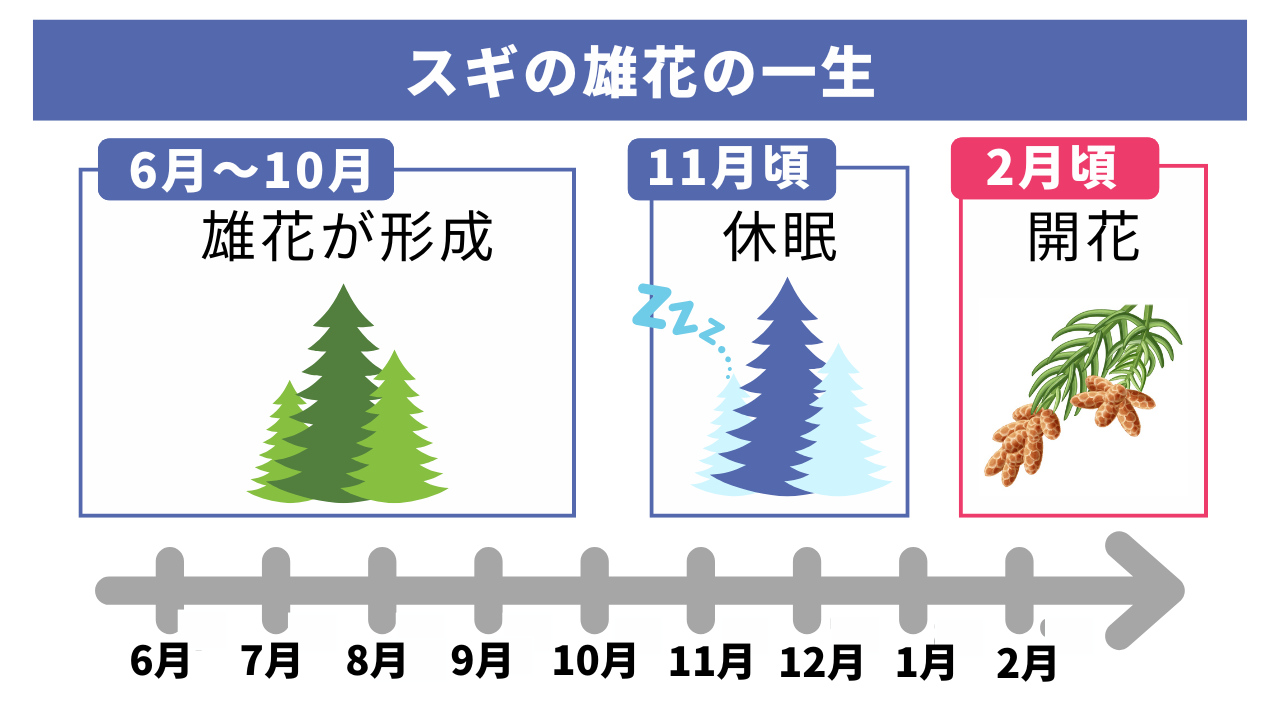 スギの雄花の一生