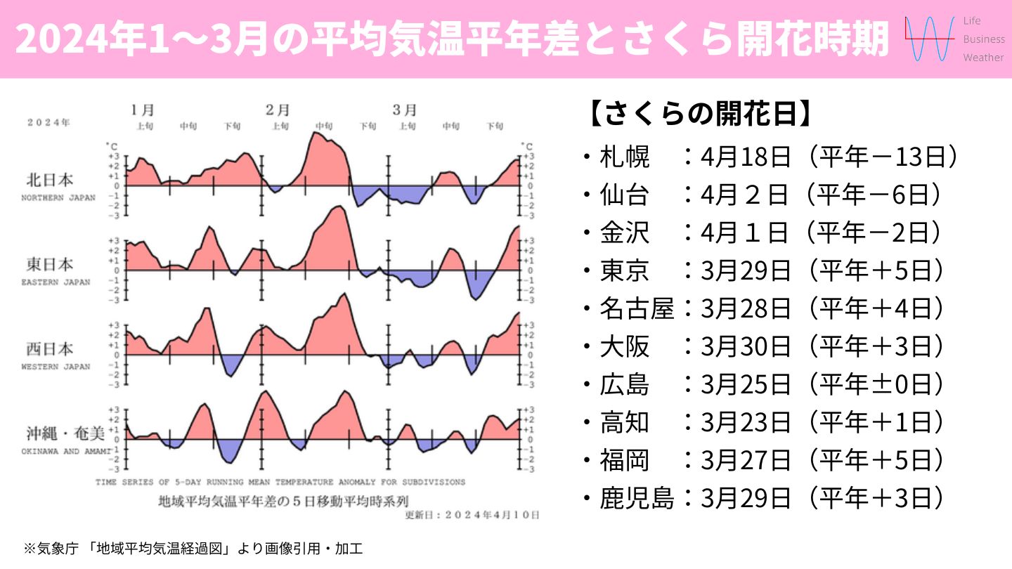 平均気温とさくら開花時期2024年