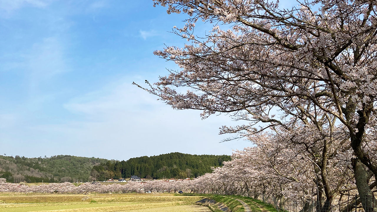 美波羅川の千本桜