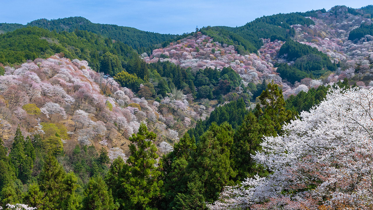 吉野千本桜