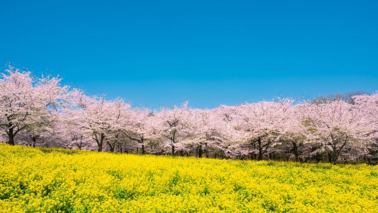 赤城南面千本桜