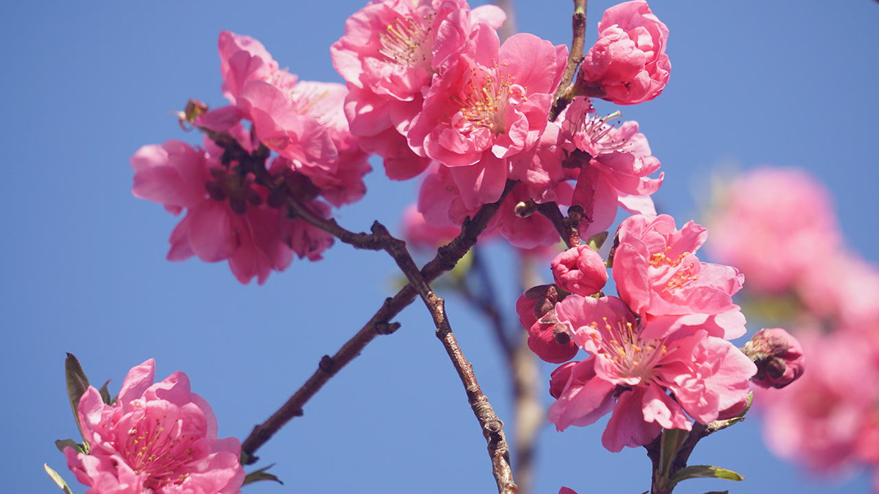 桃の花