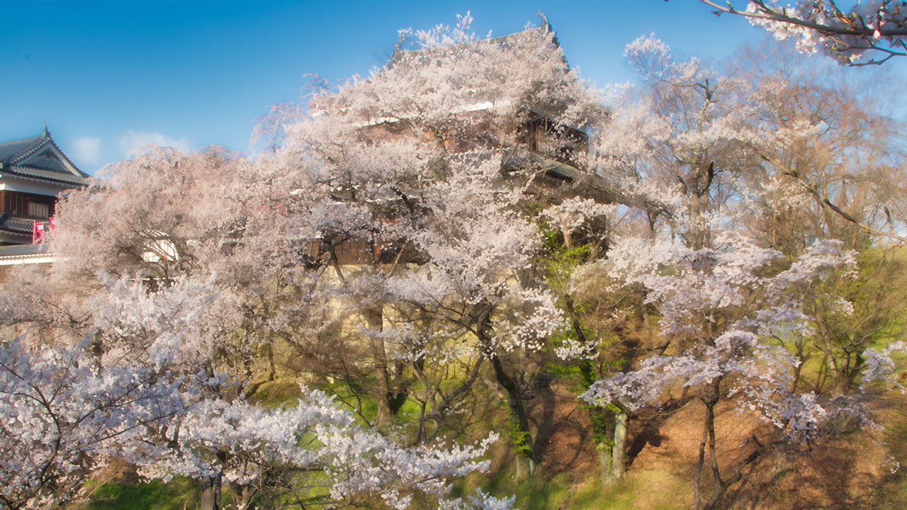 上田城千本桜