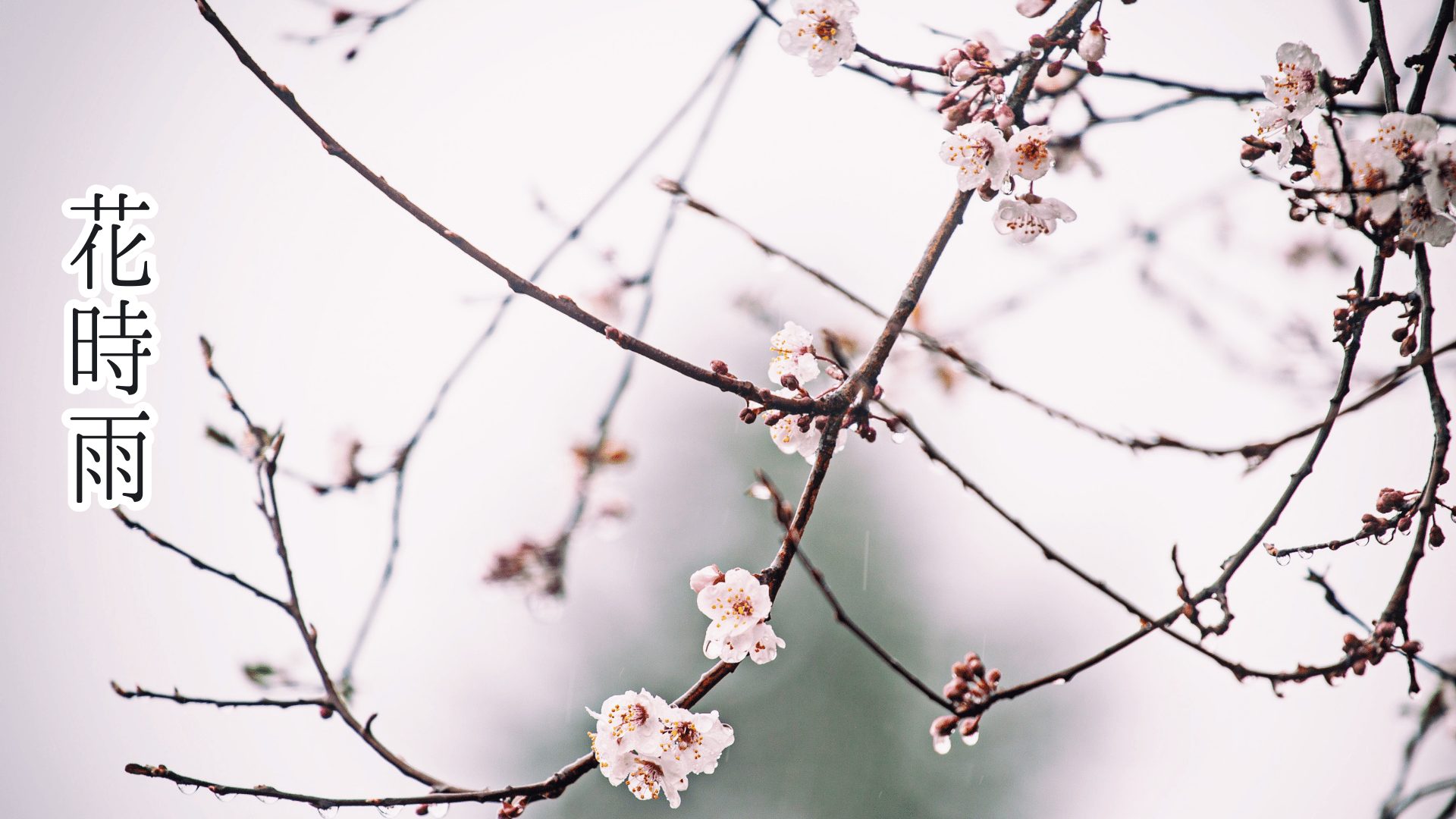 花時雨