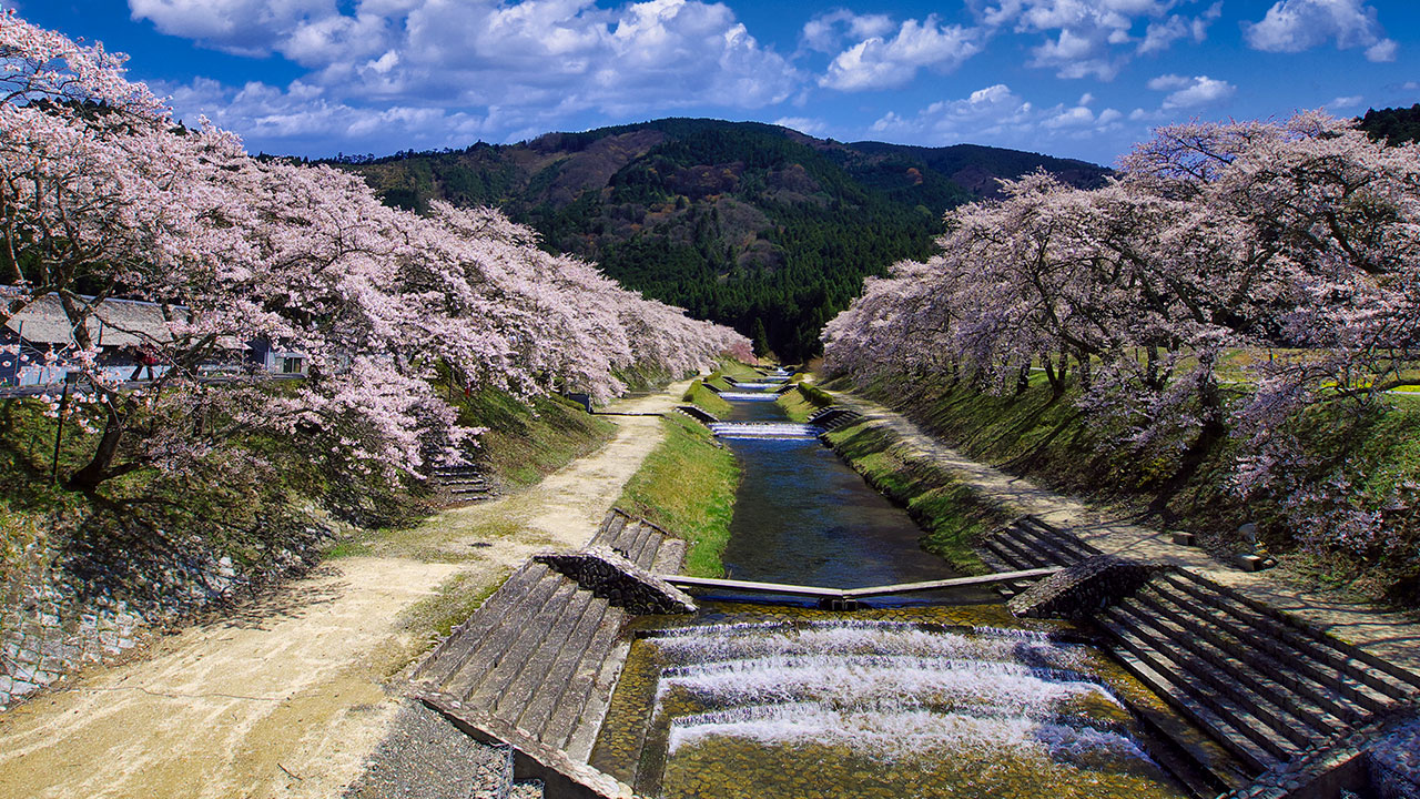 鮎河の千本桜