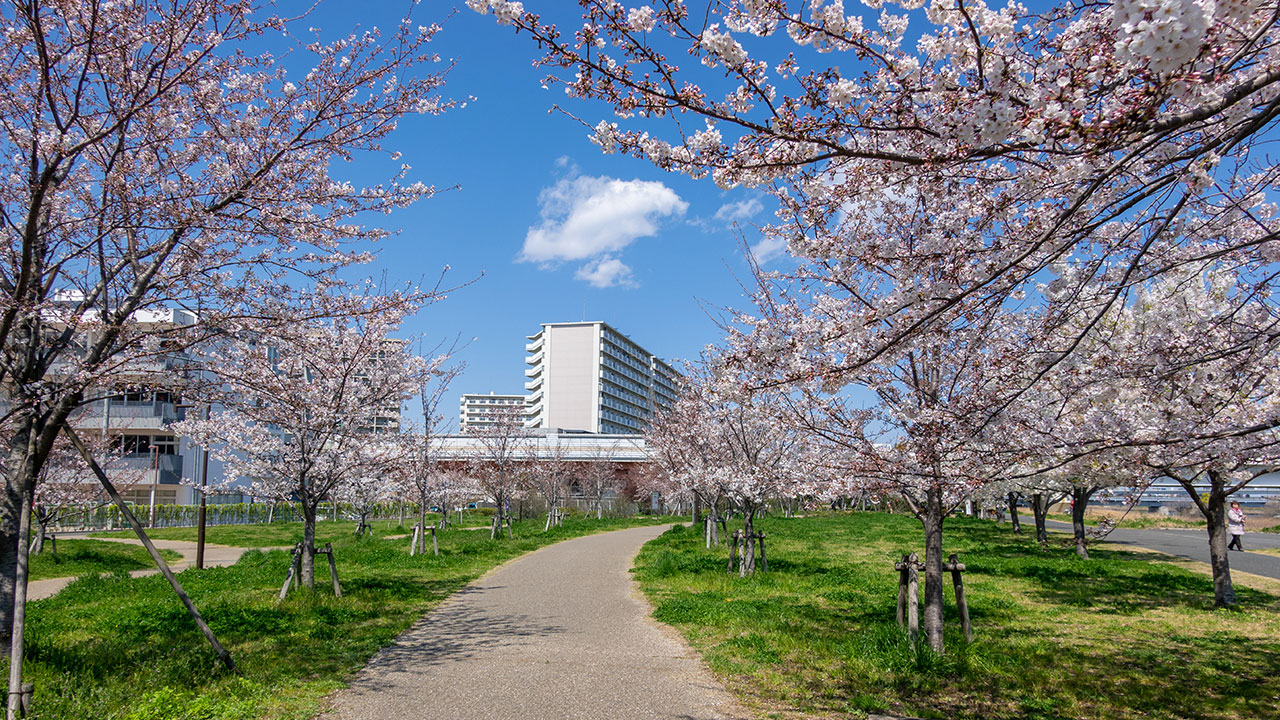 小松川千本桜