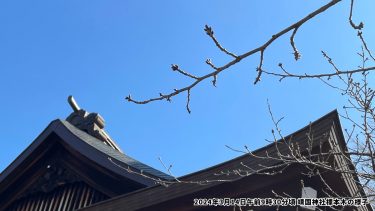 【桜開花600℃の法則とは？】2024年の東京の標本木の様子も解説！