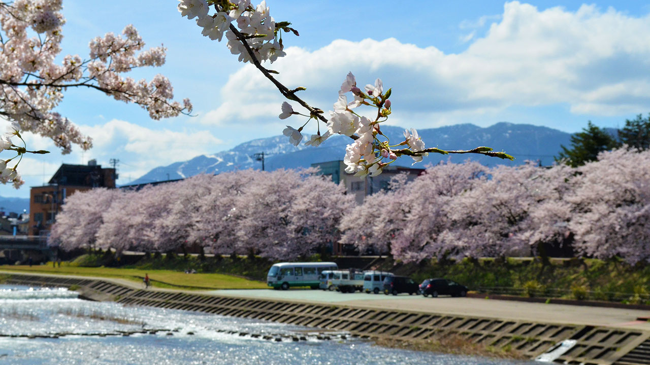 小矢部川の千本桜