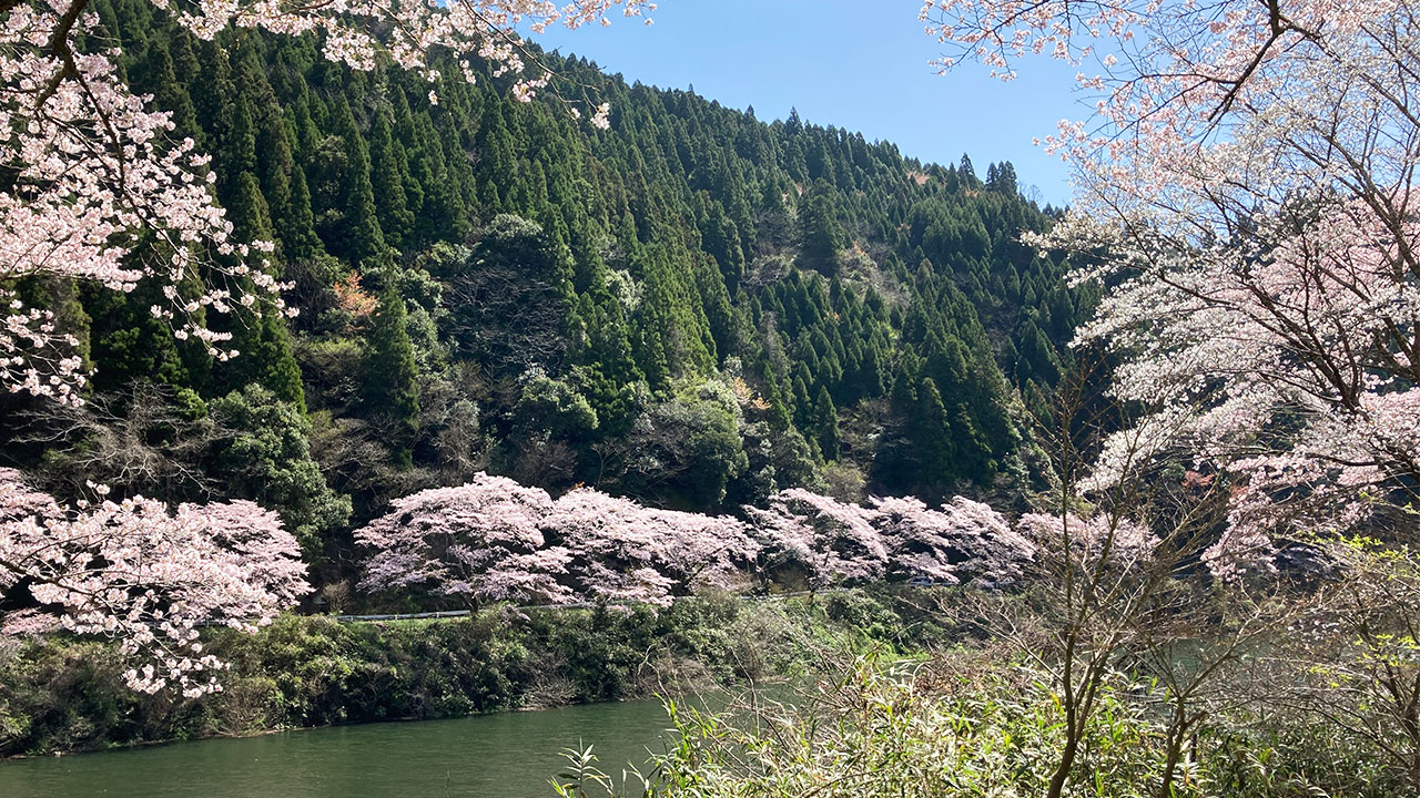 日向神の千本桜