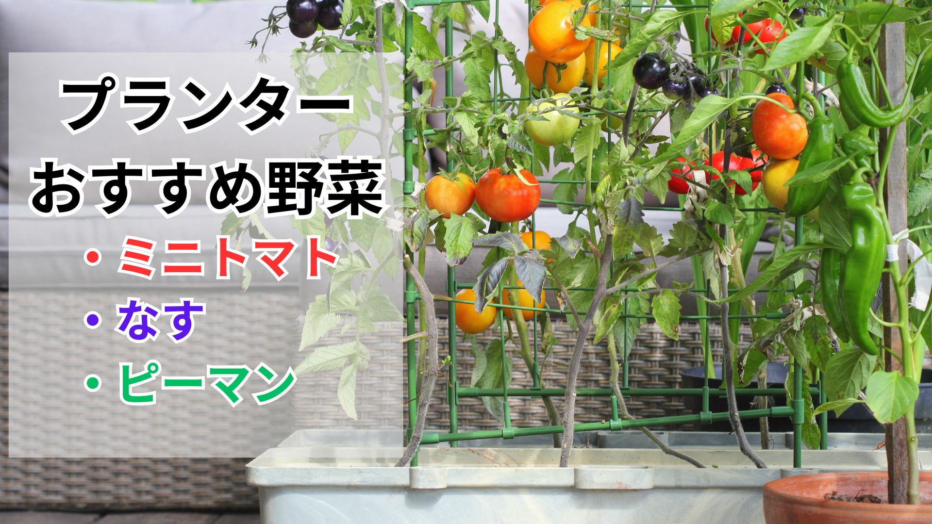 プランターおすすめ野菜