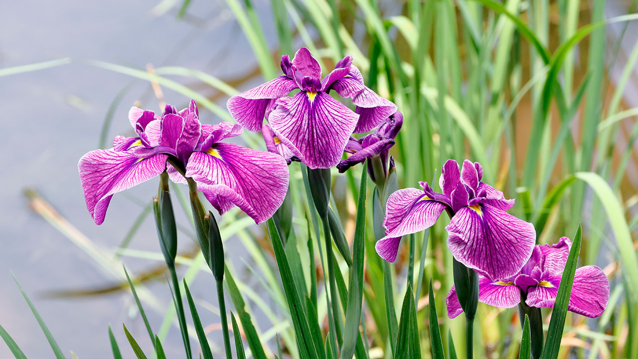菖蒲