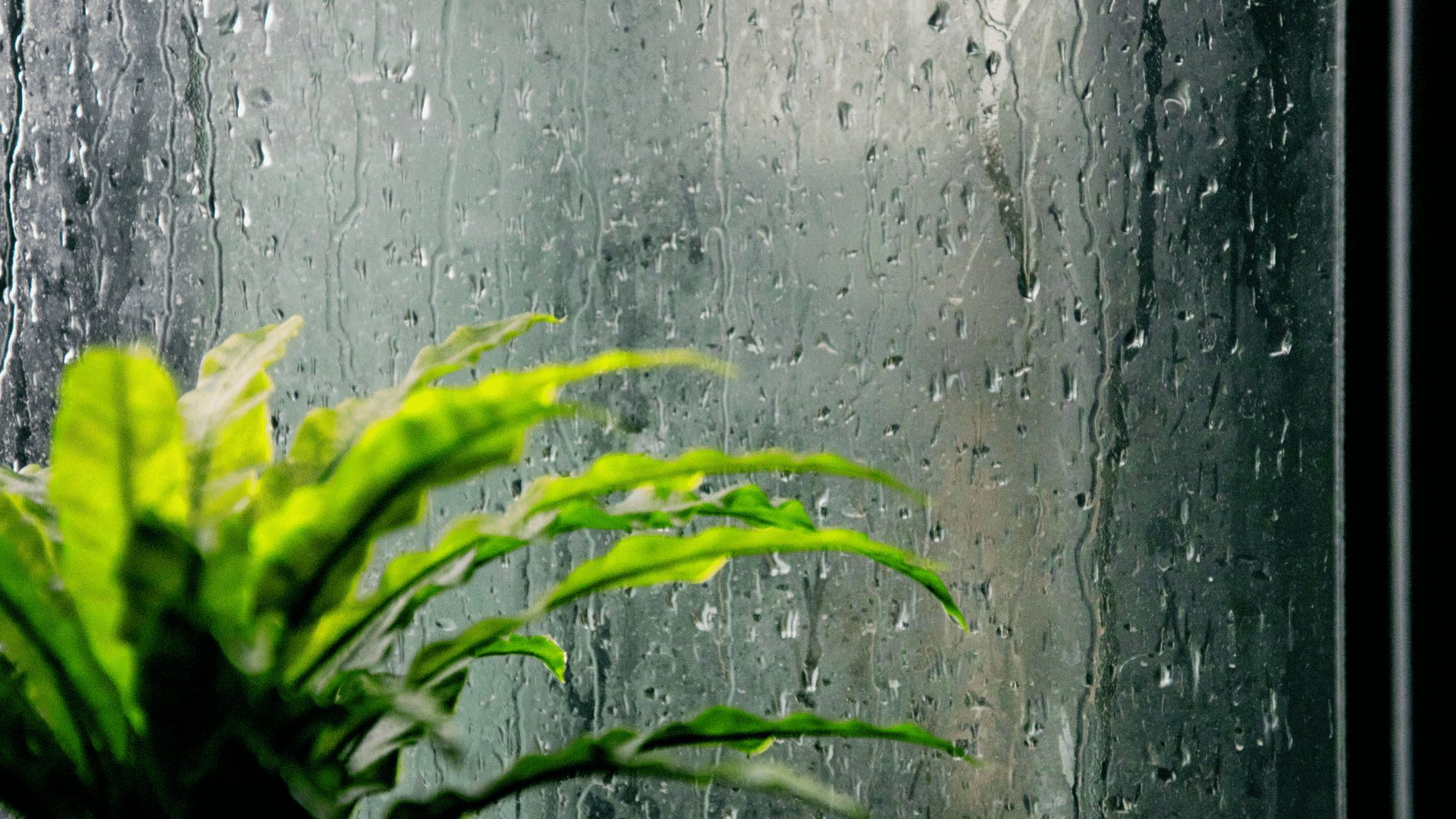 しとしとと降る雨