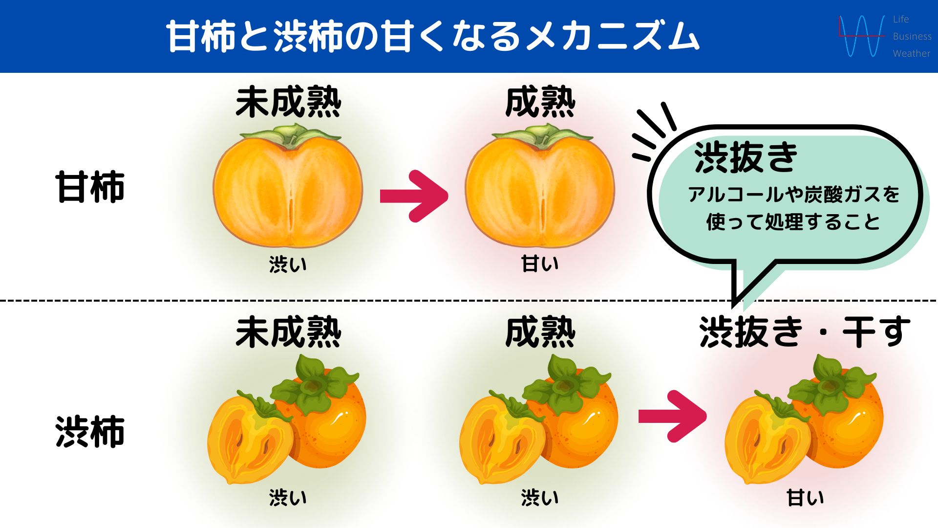 柿の甘くなるメカニズム