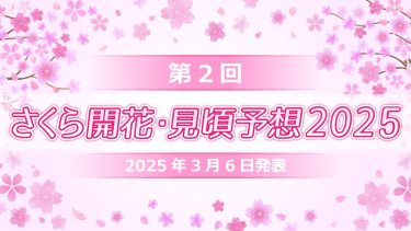 第2回さくら開花・見頃予想　来週の暖かさで桜のつぼみ膨らむ！トップは東京都心で3月21日